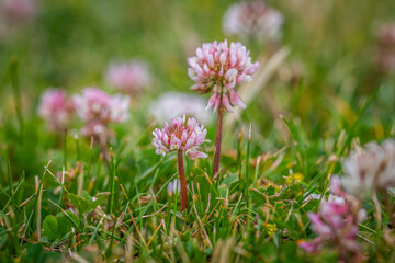 flowers in the grass