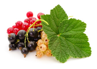 Black, yellow and red currants isolated.