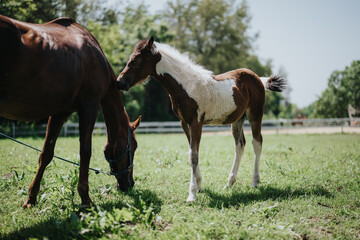 Obraz premium Horse and foal enjoying a sunny day in a lush green field at a ranch, depicting the beauty of nature and animal bonding.