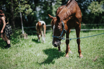Obraz premium Spend a fun day at the ranch enjoying the beautiful countryside life with horses. Experience the serene outdoors and bond with these majestic animals.