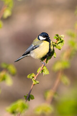 Great titmousein (Parus major) the morning sun sitting on a branch of a hazelnut