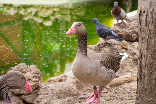 Detalle de un &aacute;nsar com&uacute;n, ganso u oca en un parque