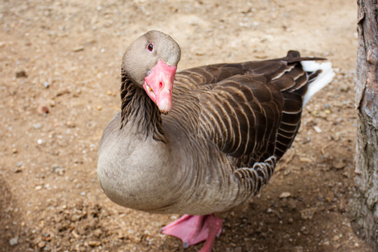 Detalle de un &aacute;nsar com&uacute;n, ganso u oca en un parque