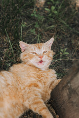 A beautiful orange red lazy adult cat lies meowing on the green grass in a park outdoors. Close-up photography, portrait of an animal in nature, top view.