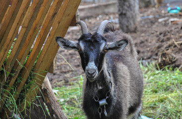 Obraz premium portrait of a black goat with big horns near a feeder in a farm yard