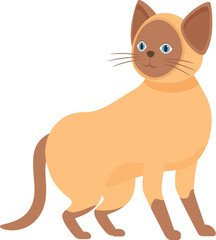 Adorable siamese cat standing, its blue eyes sparkling with curiosity