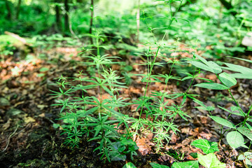 Lush Green Plants Galium verum Growing on Forest Floor in Summer Sunlight