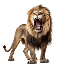 Obraz premium A furious Lion isolated on transparent background. 