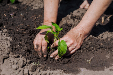 A woman gardener plants a green tomato seedling in wet watered soil from the garden at the plantation. Close-up photography, agriculture, gardening concept.
