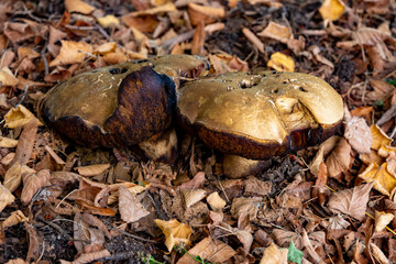 half eaten by worm mushroom on the ground in the forest