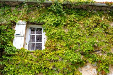 window surrounded by vine on ancient house facade