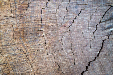 Kauri Pine stem, showcasing the intricate weathering timber detail. This natural texture highlights the unique patterns and resilience of the Kauri Pine, a significant tree species