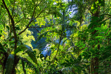 Mungalli Falls in the Atherton Tableland, FNQ, Australia. This scenic waterfall is surrounded by lush rainforest and diverse wildlife, offering a serene and picturesque nature experience