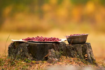 Freshly picked lingonberries on a stump. Warm spring. Сowberry.