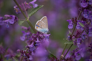 Silver-studded Blue Plebejus argus