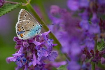 Species of Lepidoptera called also Hairstreak Butterfly