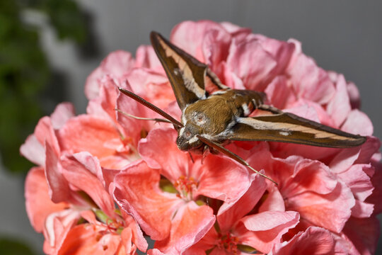 The bedstraw hawk-moth (Hyles gallii) belongs to the hawk moth family (Sphingidae). It can be encountered both at night and during the day.