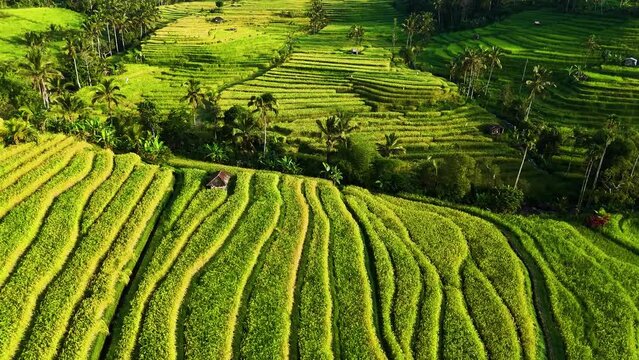 Landscape view of Jatiluwih Rice Terraces in Penebel District, Tabanan Regency, Bali, Indonesia. UNESCO's world's cultural heritage site