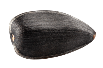 Sunflower Seed, isolated on white background, full depth of field
