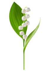 Lily of the valley isolated on white background, full depth of field © grey