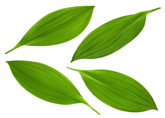 Lily of the valley Leaf, isolated on white background, full depth of field