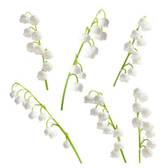 Lily of the valley isolated on white background, full depth of field