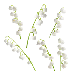  Lily of the valley isolated on white background, full depth of field © grey