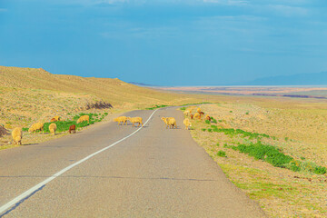 Herd of sheep grazes in the steppe near the road against the backdrop of the mountains.