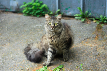 Portrait of cute grey cat