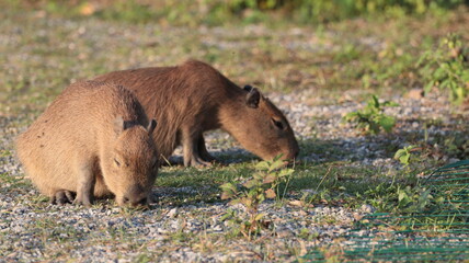 Young Capybaras at the Florianópolis Botanic Garden eating grass, Florianópolis, Santa Catarina, Brazil