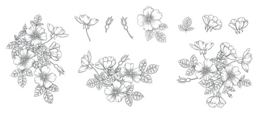 Wild rose flower set, line art drawing. Outline floral design elements isolated on white background, vector illustration. Hand drawn rose hip flowers, buds, berries and leaves