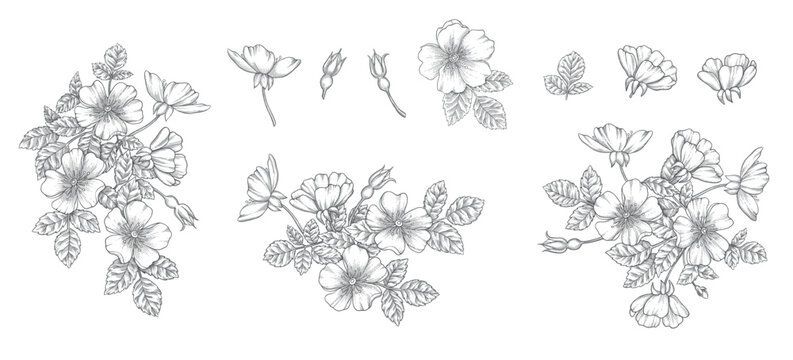 Wild rose flower set, line art drawing. Outline floral design elements isolated on white background, vector illustration. Hand drawn rose hip flowers, buds, berries and leaves