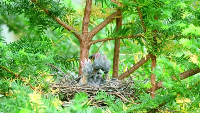 Parental care provided by two adult Blue Jays (Cyanocitta cristata). Male and Female Corvids feed four baby birds. The mother and fathers offspring require feeding in their nest as they develop