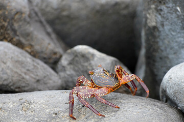 sally lightfoot crab on the rocks of the coastline galapagos islands, ecuador