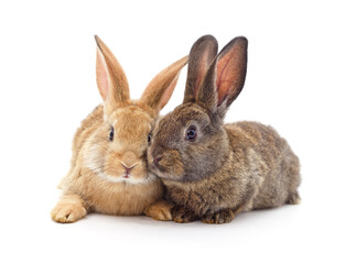 Two beautiful rabbits.