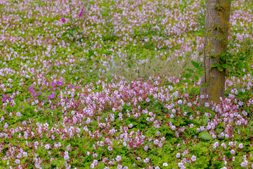 Fototapeta premium Selective focus of purple white flower in garden lawn, Pink Geranium maculatum the wild geranium is a perennial plant native to woodland in eastern North America, Natural pattern, Floral background.
