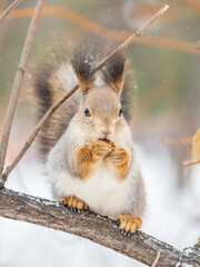 The squirrel with nut sits on tree in the winter or late autumn