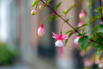 Selective focus of Fuchsia magellanica, White pink flower in the garden, Hummingbird fuchsia or...