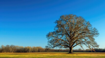 Fototapeta premium Large tree anticipating the arrival of spring