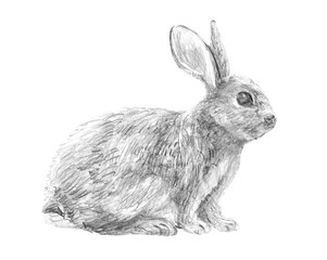 Hand Drawn Sketch Rabbit for Your Design. Ink cute bunny