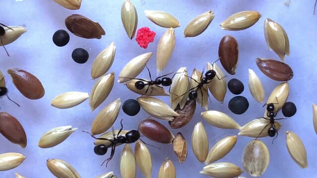Hormigas recolectando comida para alimentarse