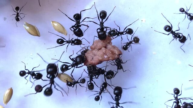 Hormigas recolectando comida para alimentarse