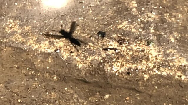 Avispa volando y aterrizando a c&aacute;mara lenta