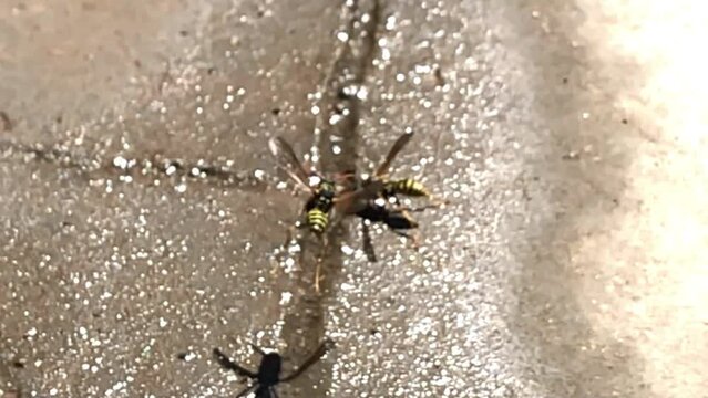 Avispa volando y aterrizando a c&aacute;mara lenta