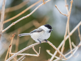 Fototapeta premium Cute bird the willow tit, song bird sitting on a branch without leaves in the winter.