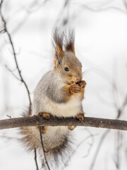 Fototapeta premium The squirrel with nut sits on tree in the winter or late autumn