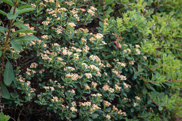 A bush full of white flowers