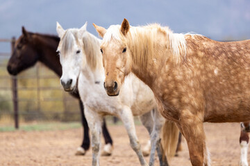 Horses in a corral on a ranch in Arizona.