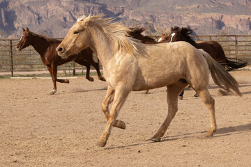 Horses running in a corral in Arizona.