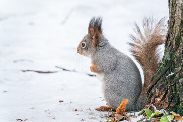 Portrait of a squirrel in winter on white snow background